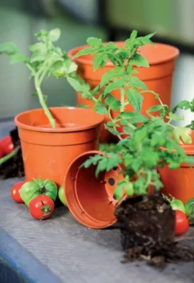 Produktbild von Anzuchttopf 24cm terra  terra