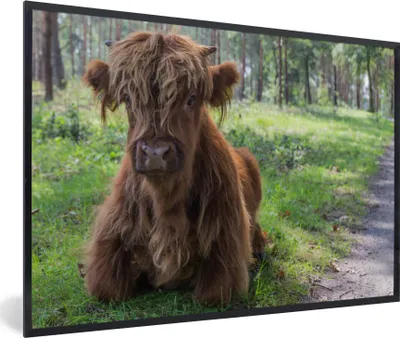 Produktbild von MuchoWow® Gerahmtes Poster Schottischer Highlander - Kröte - Tiere 60x40 cm - Poster mit Schwarzem Bilderrahmen Wandposter Rahmen Foto Bilder - Printing - Wanddeko Schlafzimmer