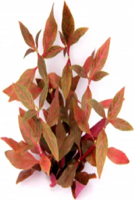 Obrázek produktu pro Plevuňka Reinekova Alternanthera reineckii ´Red Ruby´