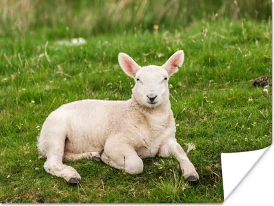 Produktbild von MuchoWow® Poster Schafe - Tiere - Lamm 80x60 cm - Kunst für zu Hause