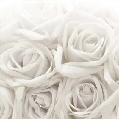 Produktbild von Fototapete Blumen - Vliestapete - Bildtapete UV-beständig Rose weiss Motiv Wandtapete geruchsfrei