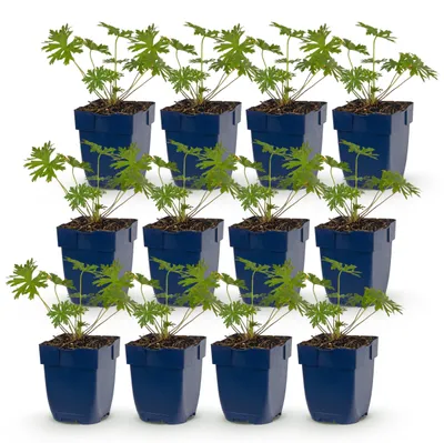 Image de Géranium Johnson's Blue - Géranium - Couvre-sol - Bleu - 12 plants - 15-25cm - Ø11cm - Plante de jardin