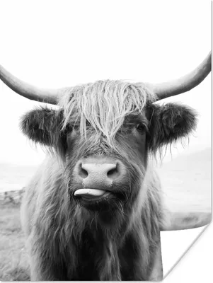 Produktbild von MuchoWow® Poster Tiere - Schottischer Highlander - Kuh - Schwarz - Weiß 90x120 cm - Wohnzimmer