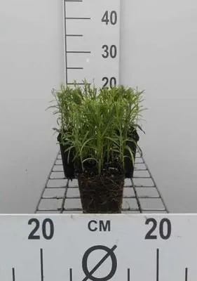 Zdjęcie produktu dla 6 x Achillea ptarmica - krwawnik pospolity - doniczka 9 x 9 cm