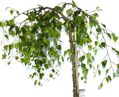 Produktbild von Trauerbirke Betula pendula youngii Hängebirke Stammhöhe 80 - 100 cm