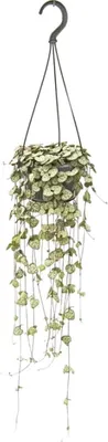 Image de Pendentif Ceropegia Woodii - Ø14Cm - ↕50Cm