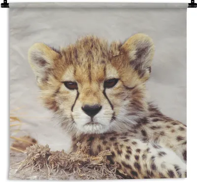 Produktbild von MuchoWow® Wandteppich Wandbehang Gepard - Jung - Porträt 120x120 cm Tapisserie Dekoration Wandtuch - Modern - Baumwollgewebe