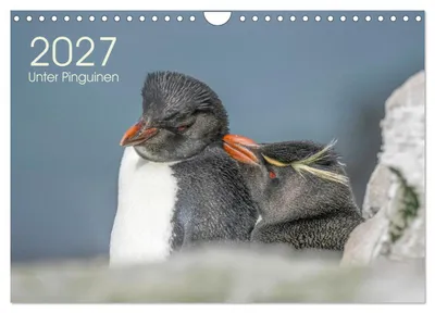 Produktbild von Unter Pinguinen (Wandkalender 2027 DIN A4 quer), CALVENDO Monatskalender