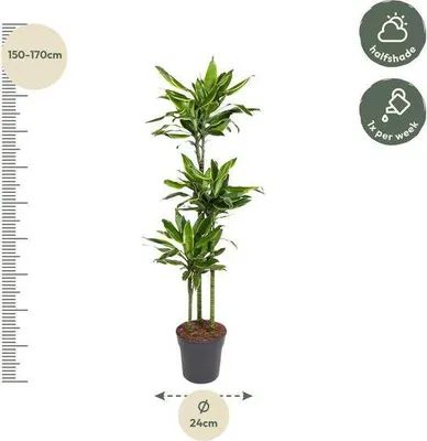 Immagine prodotto di Dracaena Golden Coast 160 cm – Ø 24 cm – Pianta da appartamento con foglie verdi e giallo oro – Elegante pianta decorativa di facile manutenzione per soggiorno, ufficio e giardino d'inverno