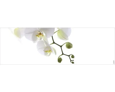 Produktbild von Badrückwand mySPOTTI aqua Orchidee phala 140x45 cm