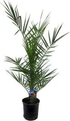 Produktbild von Phoenix Canariensis Kanarische Dattelpalme Exotische Zimmer- und Kübelpflanze