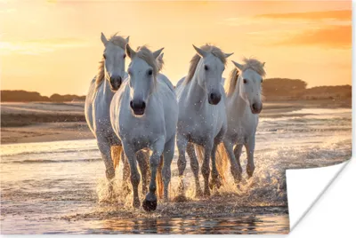 Produktbild von MuchoWow® Poster Pferde - Wasser - Strand - Tiere 180x120 cm - Fotoplakat