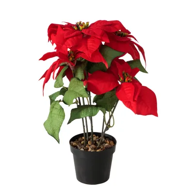 Produktbild von Boltze Gruppe Weihnachtsstern Topfpflanze Plastik 40cm