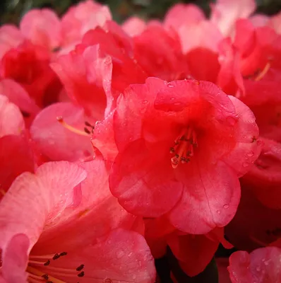 Produktbild von Rhododendron yakushimanum 'Rumpelstilzchen' Japanische Azalee 30 - 40 cm