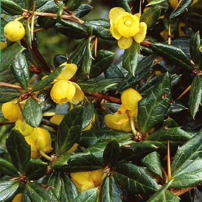 Immagine prodotto di 2 x  Bittercress  - Berberis frikartii 'Amstelveen'  | 25-30 cm in contenitore