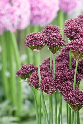 Produktbild von Allium atropurpureum, Zierlauch, dunkelviolett, ca. 9x9 cm Topf