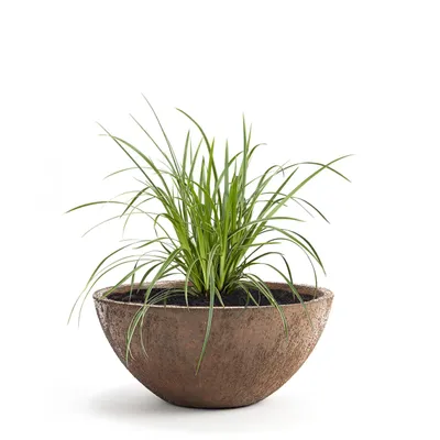 Produktbild von PFLANZWERK® Pflanzschale Pflanzkübel BOWL Ø 45cm ROST Premium Blumenschale mit Lotus-Effekt Fiberglas - Handgefertigt - Rund - Frostbeständig