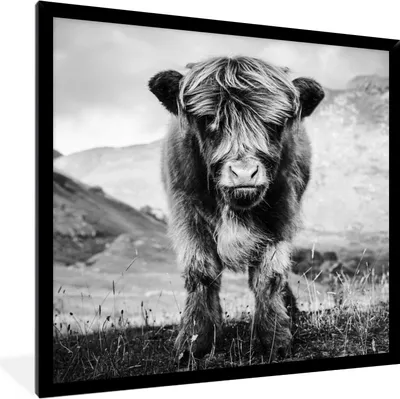 Produktbild von MuchoWow® Gerahmtes Poster Schottischer Highlander - Berg - Schwarz - Weiß 40x40 cm - Poster mit Schwarzem Bilderrahmen Wandposter Rahmen Foto Bilder - Mit Rahmen - Wanddekoration Schlafzimmer
