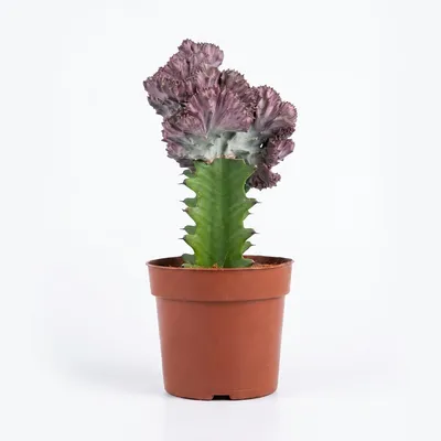 Produktbild von Bloomique - Euphorbia Lactea Cristata - Kaktuspflanze - Zimmerpflanzen - Luftreinigend - Tierfreundlich - Pflegeleicht - 20-30 cm Hoch - Topf 11 cm
