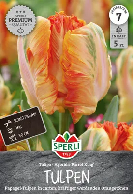 Produktbild von SPERLI Premium Papagei-Tulpe Parrot King Tulipa hybrids 5 Zwiebeln