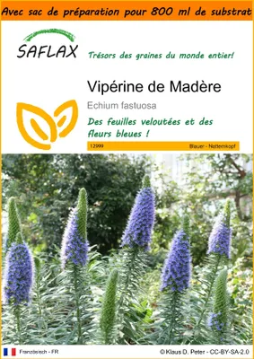Image de SAFLAX Garden in the bag - Vipérine de Madère - 100 graines - Echium