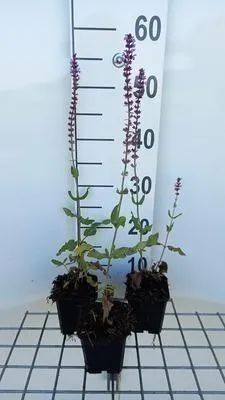 Produktbild von 6 x  Salvia nem. 'Amethyst' - Sternmoos - Topf 9 x 9 cm