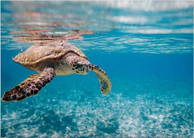 Produktbild von Leinwandbild Tiere 50 x 70 cm - Wandbild Schildkröte Blau - Keilrahmen Unterwasser Wohnzimmerdeko Wanddeko Wandgemälde