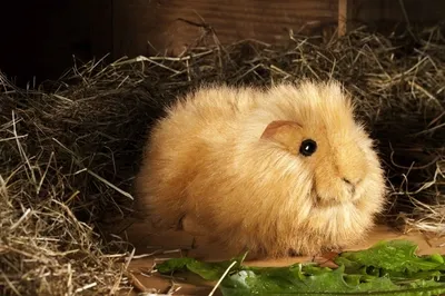 Produktbild von Kösen Meerschweinchen hellbraun 18 cm Plüschtier