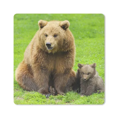 Produktbild von MuchoWow® Mauspad Mousepad Bär - Gras - Junge 20x20 cm - Mousepads - Maus Mat - Pad - Mausunterlage - Desk Mat - Bureauartikeln