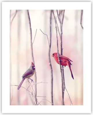 Produktbild von Poster - Poster ohne Rahmen - Vögel Kardinal Scharlachrot - 40x50 cm - Wand Bild - Wanddeko - Wandbilder - Kunstposter - Wandposter - Bilder - Kunstdruck - Wanddekoration - Wandbild - P2XPA40x50-4256