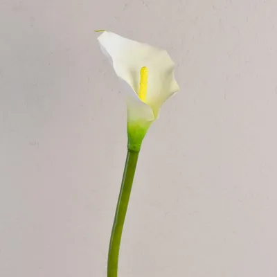 Produktbild von artplants.de Kunst Calla, weiß, natürlich anfühlend, 70cm, 8x12cm - Dekoblume