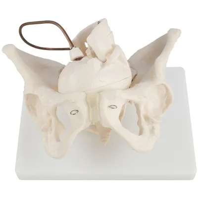Obrázok produktu pre Anatómia Model Model Ženský skelet Demonštrácia pôrodu Panva Panvový model Anatomický model ženskej panvy Panvové výučbové modely Ženský panvový model MedMod