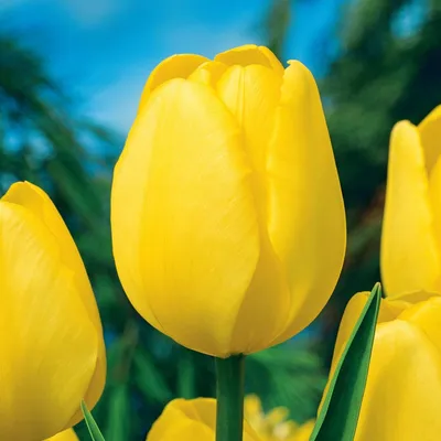 Obrázok produktu pre Tulipány Cibuľky Cibuľky Kvety Darwin Tulip Novi Sun 5 ks.