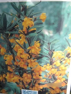 Produktbild von Berberis linearifolia Orange King - immergrüne Berberitze Orange King