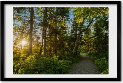 Produktbild von Bild 60x40 MDF-Rahmen, Wandkunst Wald