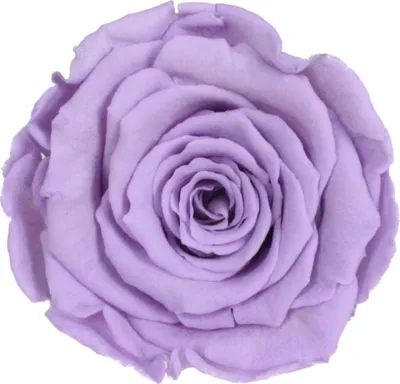 Produktbild von Infinity Rose L Ø5cm konserviert stabilisiert haltbar Rosenkopf ewige Rosenblüte 1 St. Hell Violett (vio03)
