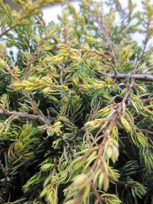 Produktbild von Juniperus communis Goldschatz - Gemeiner Wacholder Goldschatz