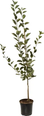 A potted apple tree with green leaves and a brown trunk against a white background.