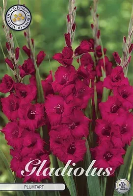 Artikelbild 2 von 'Gladiole Plumtart (10 Stück)' aus der Kategorie Gladiolenzwiebeln