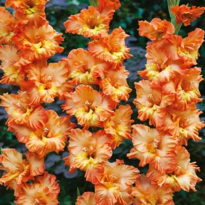 Immagine prodotto di Gladiolo Gladiolo ondulato Coral Crush 5 pezzi Gladioli bulbi di gladiolo
