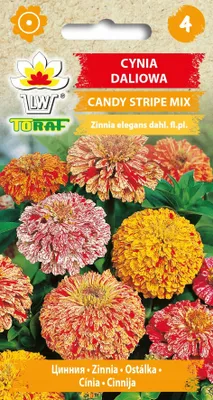 Zdjęcie produktu dla Cynia daliowa CANDY STRIPE MIX Nasiona kwiatów - 475 Toraf