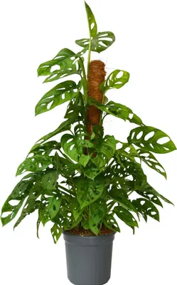 Zdjęcie produktu dla Monstera dziurawa - Monstera adansonii 'Monkey Mask' - W60-70cm - ⌀16cm