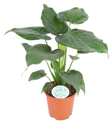 Produktbild von Alocasia cucullata - 70-80cm - Ø21cm - Zimmerpflanze - Immergrün