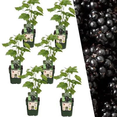 Produktbild von Plants by Frank | 6 Brombeerpflanzen 100% Biologisch | Rubus Fruticosus | Brombeerstrauch | Obstgarten | Gemüsegarten | Gartenpflanzen