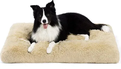 A black and white border collie dog lying on a beige dog bed.