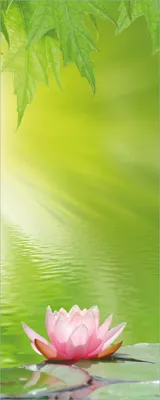 Produktbild von Wallario Poster - Seerose auf dem Wasser, Kunstdruck Größe: 50 x 125 cm