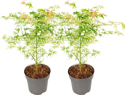 Image de Érable du Japon - Set de 2 - Acer palmatum 'Orange Dream' - H60-70cm - ⌀19cm