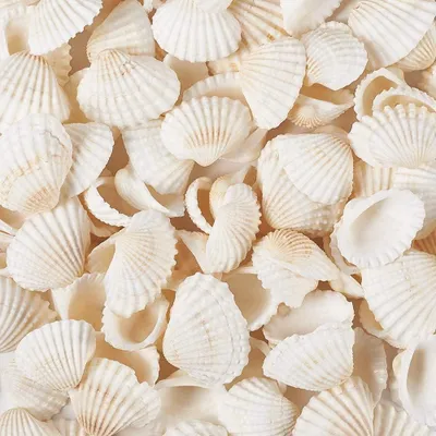 Immagine prodotto di TRANKIELO® - Conchiglie bianche per decorazioni - 160 pezzi, 2-3,5 cm - Materiali naturali - Artigianato creativo