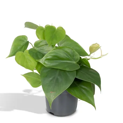 Produktbild von Meergroothandel Philodendron Scandens - 15 cm, Ø 12 cm
