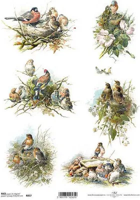 Produktbild von ITD Reispapier Decoupage Bastelpapier Softpapier, R857 Vögel, Vogelnester